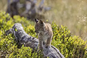 One young (10 weeks old) male Eurasian lynx