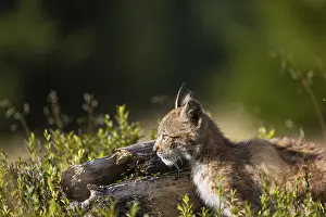 One young (10 weeks old) male Eurasian lynx