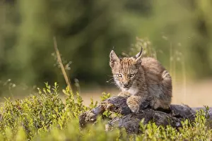 One young (10 weeks old) male Eurasian lynx