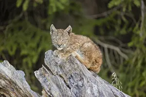 One young (10 weeks old) male Eurasian lynx