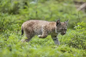 One young (10 weeks old) male Eurasian lynx