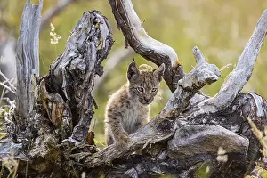 One young (10 weeks old) male Eurasian lynx