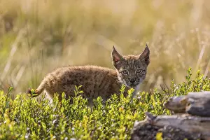 One young (10 weeks old) male Eurasian lynx
