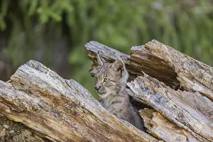 One young (10 weeks old) male Eurasian lynx