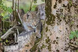 One young (10 weeks old) male Eurasian lynx