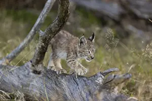 One young (10 weeks old) male Eurasian lynx