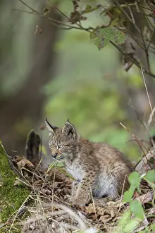 One young (10 weeks old) male Eurasian lynx
