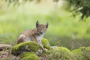 One young (10 weeks old) male Eurasian lynx
