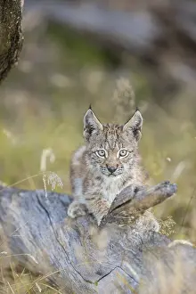 One young (10 weeks old) male Eurasian lynx