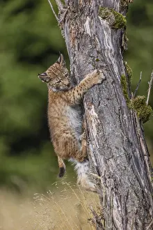 One young (10 weeks old) male Eurasian lynx