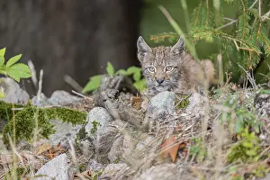 One young (10 weeks old) male Eurasian lynx