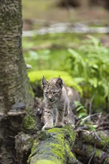 One young (10 weeks old) male Eurasian lynx