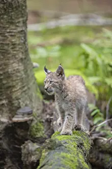 One young (10 weeks old) male Eurasian lynx