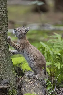 One young (10 weeks old) male Eurasian lynx
