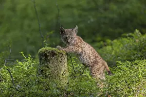 One young (10 weeks old) male Eurasian lynx