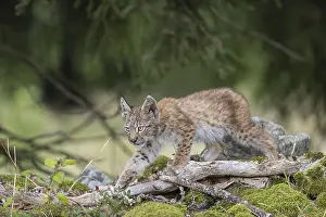 One young (10 weeks old) male Eurasian lynx
