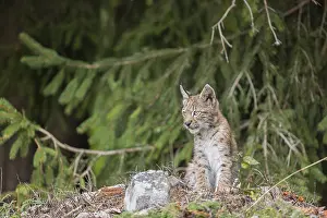 One young (10 weeks old) male Eurasian lynx