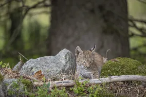 One young (10 weeks old) male Eurasian lynx