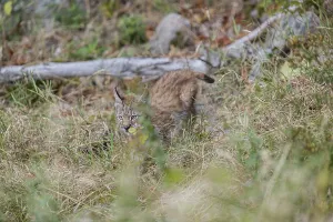One young (10 weeks old) male Eurasian lynx