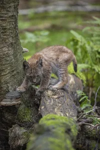 One young (10 weeks old) male Eurasian lynx