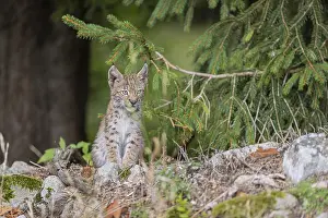 One young (10 weeks old) male Eurasian lynx