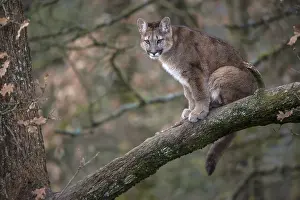 One young adult cougar, Puma concolor