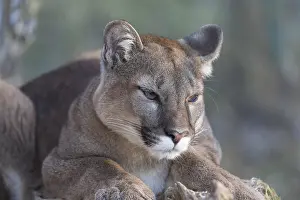 Young adult cougar, Puma concolor