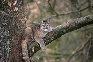 One young adult cougar, Puma concolor