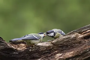 Young and adult Great tit (Parus major) Lower Saxony