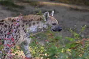 One young adult male spotted hyena (Crocuta crocuta)