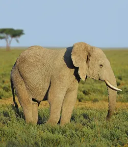 Young African Bush Elephant (Loxodonta africana) in the savannah landscape