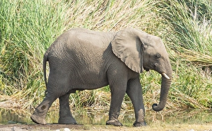 Young African Bush Elephant (Loxodonta africana) walking in front of reeds, Koinachas Waterhole, Etosha National Park, Namibia, Africa