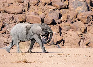 Young African elephant (Loxodonta africana)