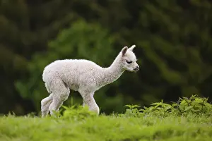 One young Alpaca (Vicugna pacos) stands on a fresh green meadow