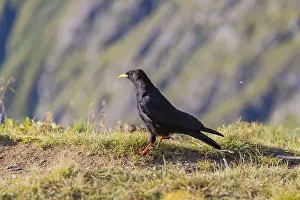 One young Alpine chough or yellow-billed chough (Pyrrhocorax graculus)