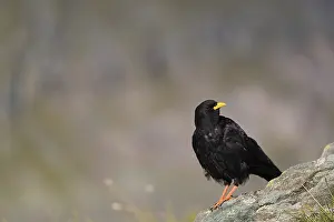 One young Alpine chough or yellow-billed chough (Pyrrhocorax graculus)