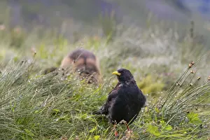 One young Alpine chough or yellow-billed chough (Pyrrhocorax graculus)
