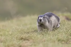 One young Alpine Marmot, Marmota marmota
