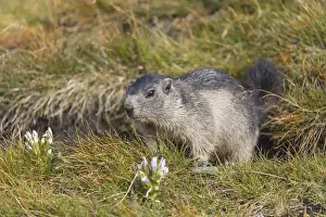 One young Alpine Marmot, Marmota marmota