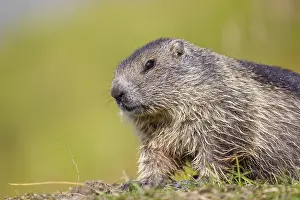 A young Alpine Marmot, Marmota marmota