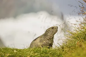 A young Alpine Marmot, Marmota marmota