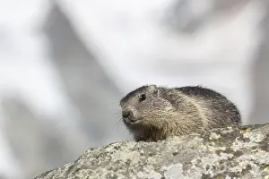 One young Alpine Marmot, Marmota marmota