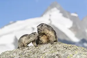 One young Alpine Marmot, Marmota marmota