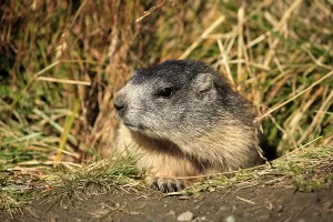 Young Alpine Marmot (Marmota marmota)