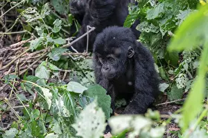 Young animal, mountain gorilla (Gorilla berengei berengei)