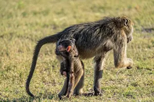 Young animal playing with mother