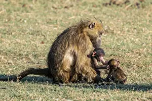 Young animal playing with mother
