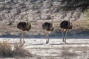 Three young animals, common ostrich (Struthio camelus)