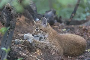 One young animals Eurasian lynx