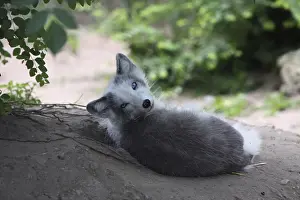 Young arctic fox